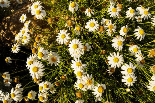 Some Fresh Yellow and White Camomilla Daisy Flowers