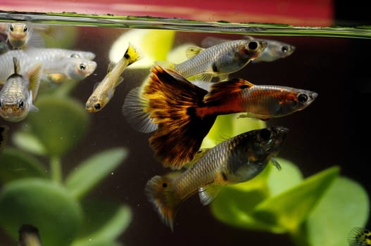 Guppy Multi Colored Fish in a Tropical Acquarium