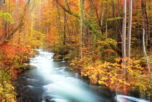 Autumn Colors of Oirase River, located at Aomori Prefecture Japan
