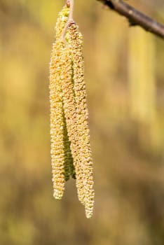 Hazelnut flowering