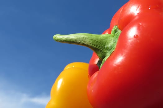 Paprika - Capsicum annuum