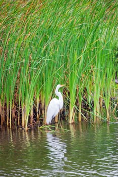 White Heron in a pond with reeds in Tayrona National Park in Colombia