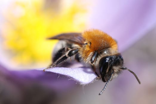 Macro shot of bee on beautiful spring flower