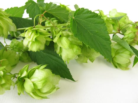 Hop branches
