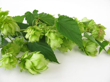 Hop branches