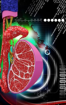 Digital illustration of kidney in colour background