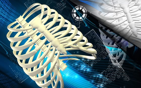 Digital illustration of rib cage in colour background