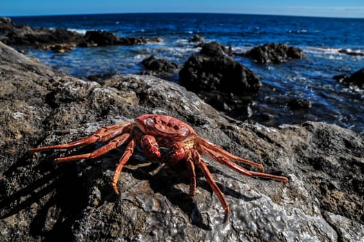Orange Crab on Volcanic Rocks near the Atlantic Ocean