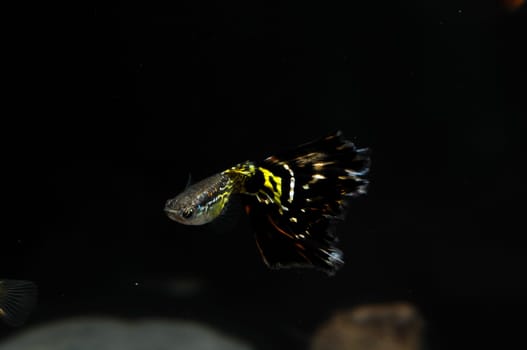 Guppy Multi Colored Fish in a Tropical Acquarium