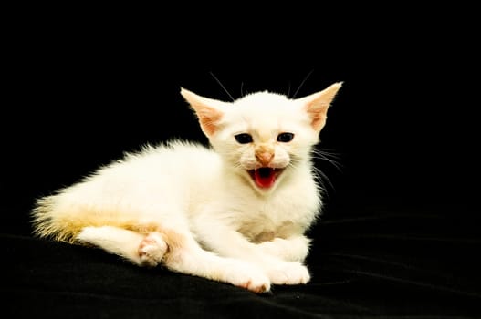 White Young Baby Cat on a Black Background