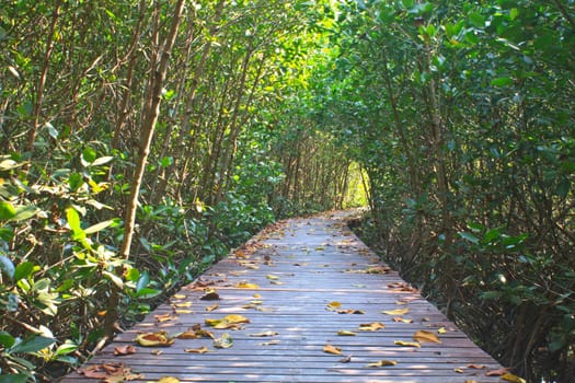 Wooden bridge in mangrove forest, in Thailand