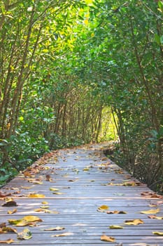 Wooden bridge in mangrove forest, in Thailand