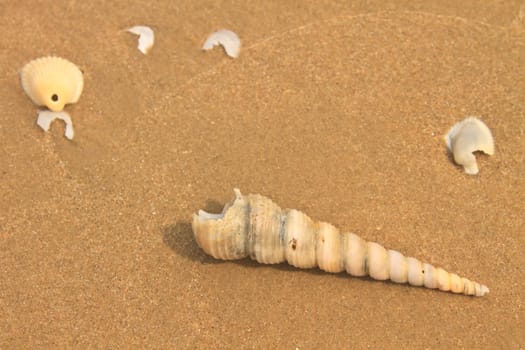 sea shells with sand as background