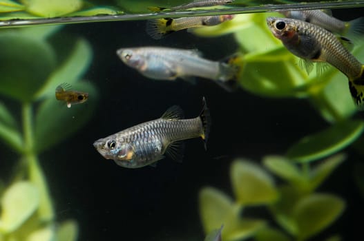 Guppy Multi Colored Fish in a Tropical Acquarium