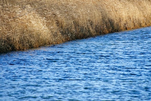 The photograph of a pond with reed grass on the shore.