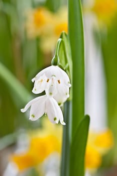 Blooming snowdrops in front of yellow daffodils