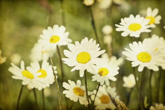 Vintage photo of chamomile flowers in spring field