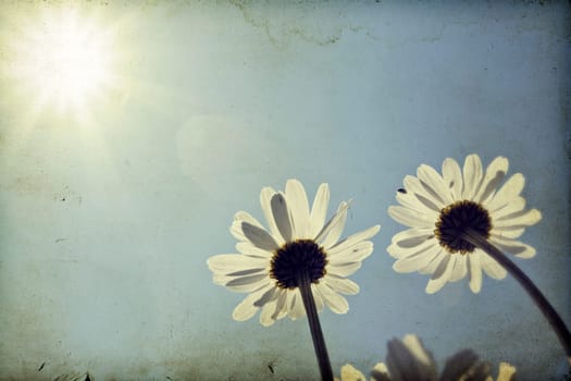 Vintage photo of chamomile and blue sky