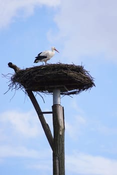 Stork's Nest
