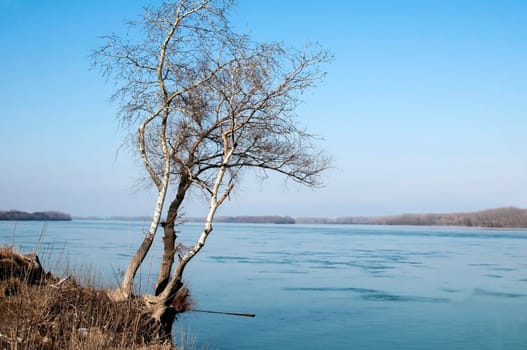 Landscape with birches on great river bank
