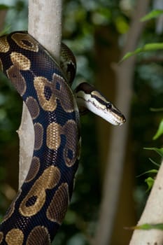 Royal python on a tree trunk