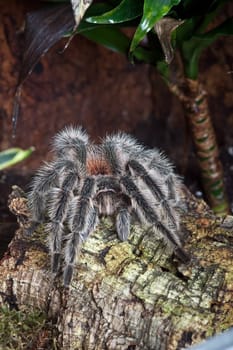 Tarantula in a terrarium on a tree trunk