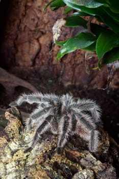 Large tarantula in the terrarium