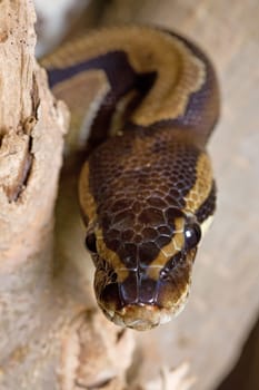 Royal python on a tree trunk