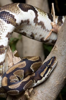 Royal python on a tree trunk