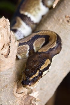Royal python on a tree trunk