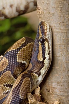 Royal python on a tree trunk