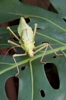 Ghost terror on a green leaf