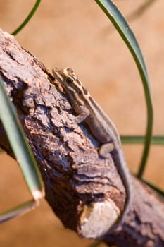 Brown gecko sitting on a small branch