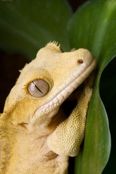 Kronengecko looks into the camera