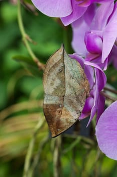 Butterfly on a purple orchid blossom