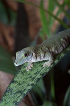 Small green gecko sitting on a spotted leaf