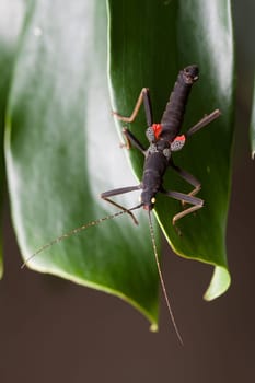 Velvet insect on green leaf