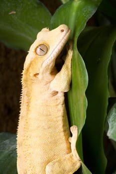 Yellow crowned gecko on a leaf