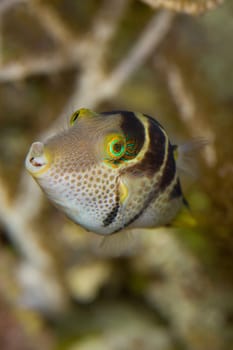 Tropical fish with stripes and dots