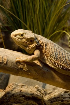 Bearded dragon in a terrarium on a branch