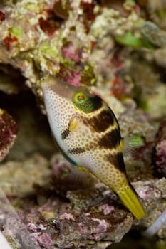 Tropical fish with stripes and dots