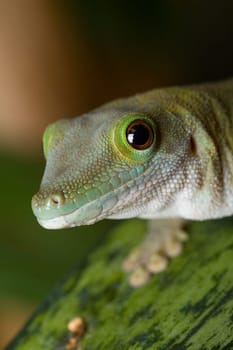 Gecko looks directly into the camera