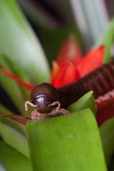 Large centipede on a leaf