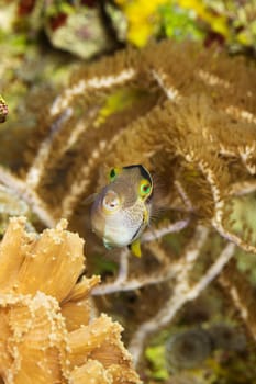 Tropical fish with stripes and dots