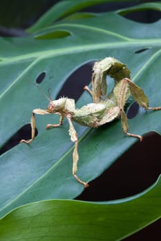 Ghost terror on a green leaf