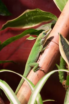 Gecko on a brown bamboo trunk