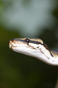 Head of a royal python as a close-up