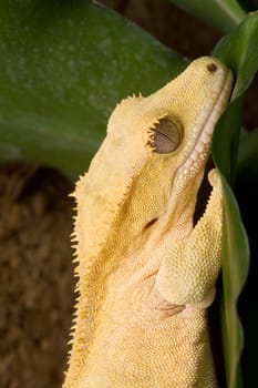 Crowned gecko on a leaf