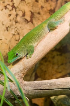 Green gecko on a branch,head down