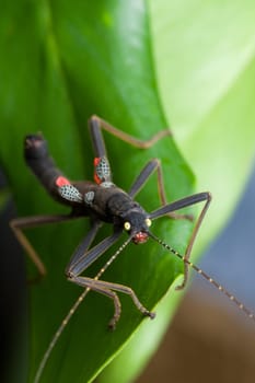 Velvet insect on green leaf